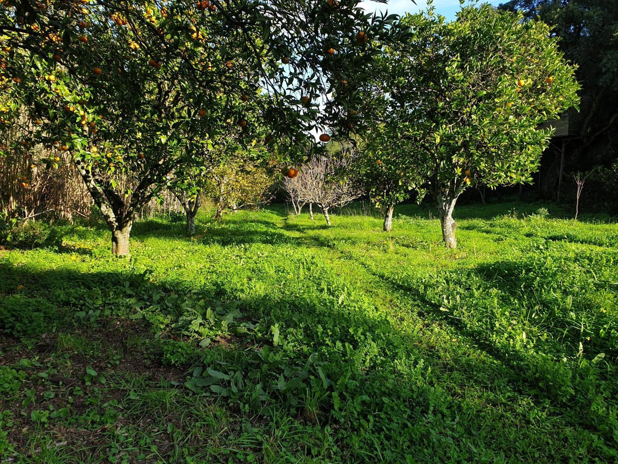 SobredaQuinta De Sao Pedro别墅 外观 照片